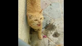 Billy 🐈 kya bol rahi hai koi batayga Cat 😺 #shorts #viral #cat