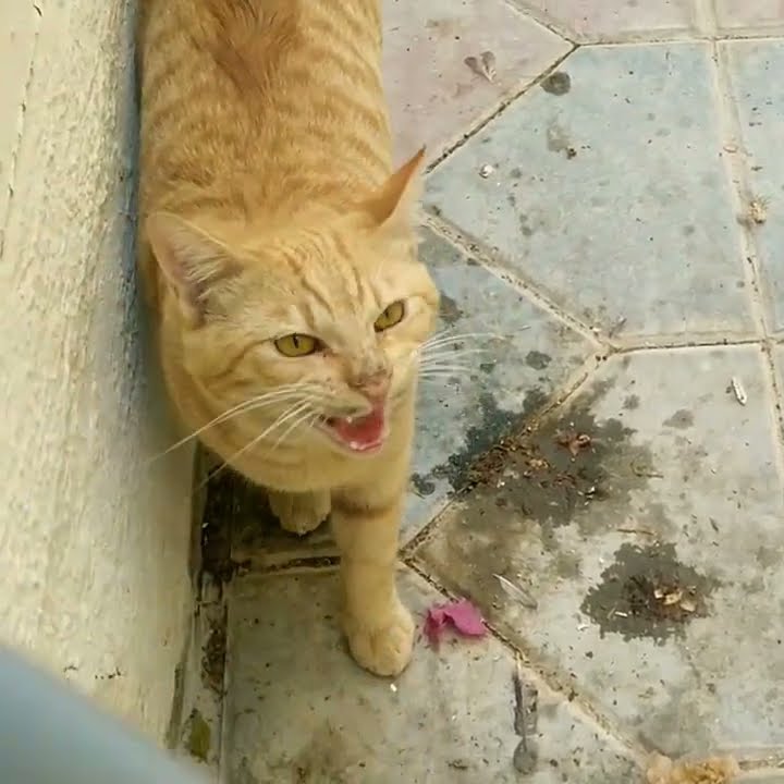 Billy 🐈 kya bol rahi hai koi batayga Cat 😺 #shorts #viral #cat