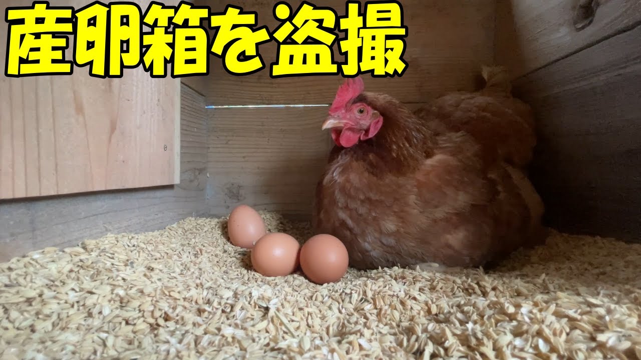 産卵箱の中の様子を見たくて、定点で盗撮してみました