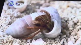 Wild kraftsHermit Crab Shell Exchange @PBSKIDS @WildKratts no copyright Wild Krauts Hermit Crab Shell Exchange