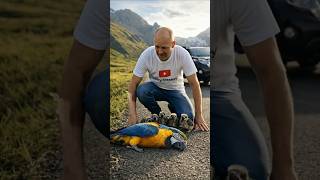 Unconscious Macaw on the Road — A Man Saved the Chicks