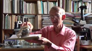 Flour Mite Acarus Siro Acaridae Inside Ulomoides Dermestoides Culture Eng