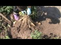 Урожай пробирочных растений картофеля сорта Гранада