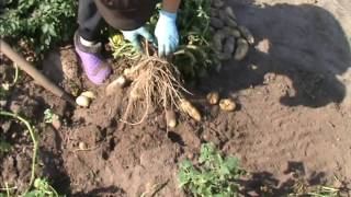 Урожай пробирочных растений картофеля сорта Гранада
