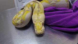 Reticulated Python With Right Maxillary Oral Swelling