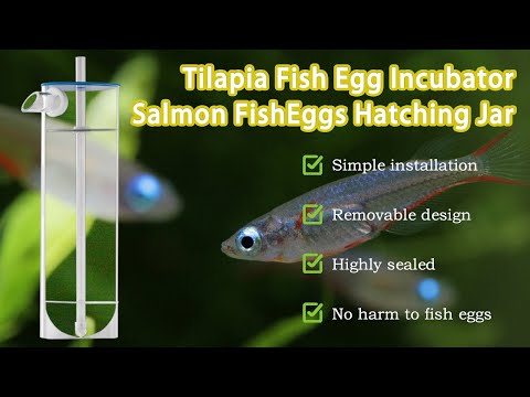 Tilapia Fish Egg Incubator Salmon Fish Eggs Hatching Jar thumbnail