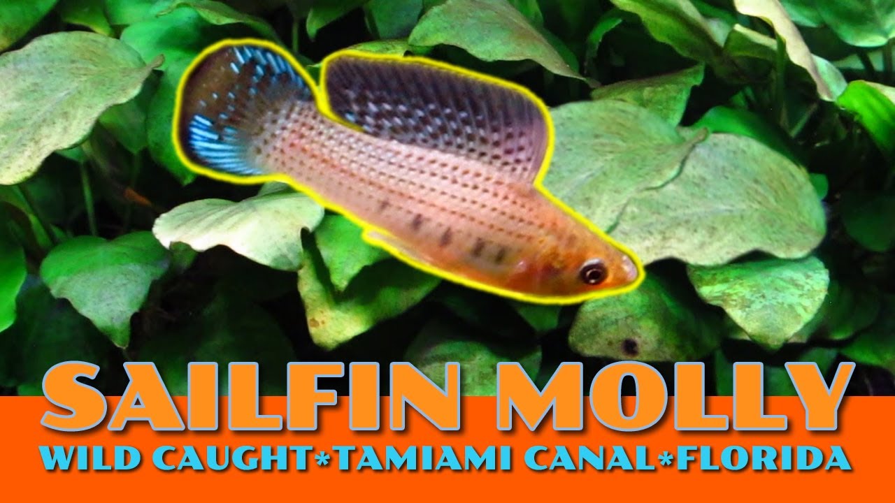 aquarium plants Beautiful Wild Caught Miami Molly--- Grazing & Mating