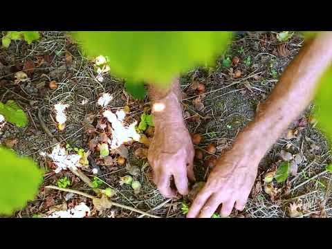 Cartlis, თხილის მოვლა კარტლისისგან!