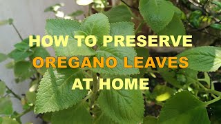 HOW TO DRY AND PRESERVE OREGANO LEAVES AT HOME