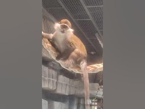 зелёная обезьянка сидит на канате - YouTube