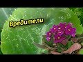 Вредители!!! Как распознать вредителей на фиалках и что с ними делать?