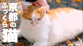 【猫道】京都の哲学の道で巨大猫と遭遇したNo.84