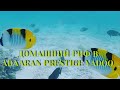 Мальдивы сентябрь 2020.Обзор домашнего рифа в Adaaran Prestige Vadoo.