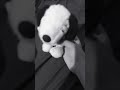 BZRAP session 69 spyni🦖