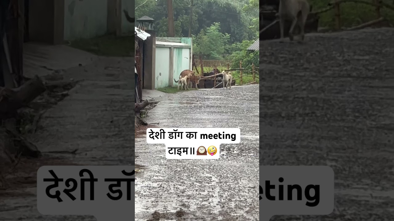 Deshi dogs ka meeting time ||🕰️ || 