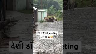 Deshi Dogs Ka Meeting Time