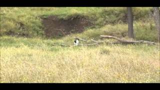 Demonstrating Fox Whistle Black and White Cat mpeg2video