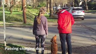 6 month old Golden Retriever Charlie by UberDogTraining 258 views 4 years ago 2 minutes