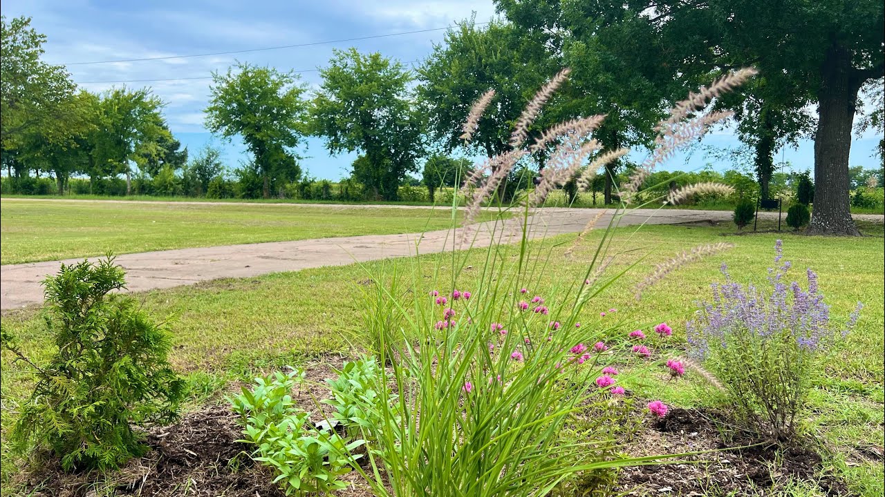 Dividing Karley Rose Grass+Moving Sweet Potato Vine+Weed Pep Talk 🥹🤗💚 | Wendi’s Garden
