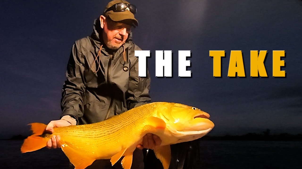 The Take! ...............Golden Dorado on the Fly at Suindá Lodge