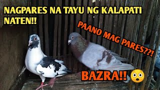 PINAGPARES NA NATEN MGA KALAPATI  NATEN!! PAANO MAG PARES NG KALAPATI!!??