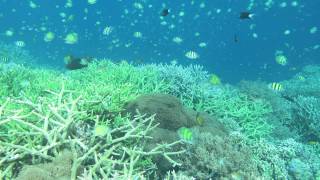 Reef slope at Kalig Island, Misool.