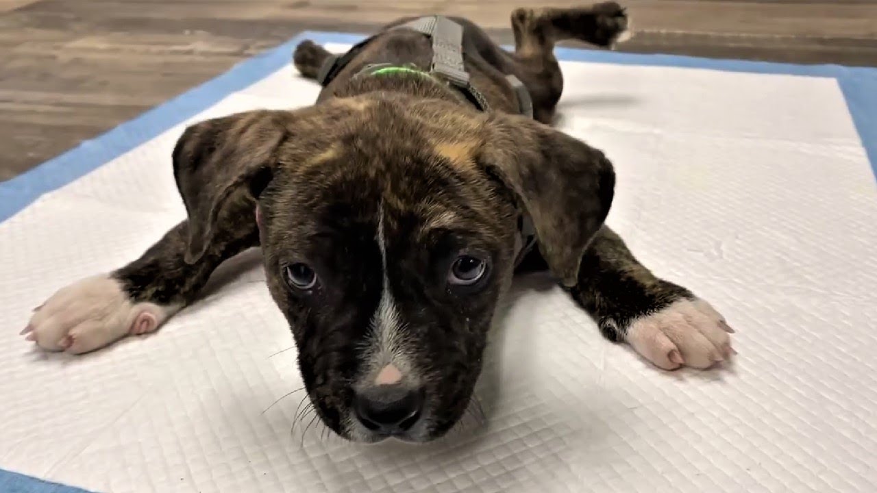 A Swimming Syndrome Puppy Won't Stop Training To Walk By Himself - YouTube