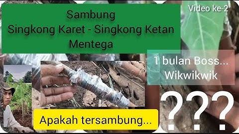 Update sambung singkong karet dengan singkong ketan || mentega