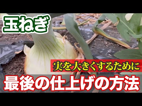 Onion] If you have grown the fruit, please take a look. When is