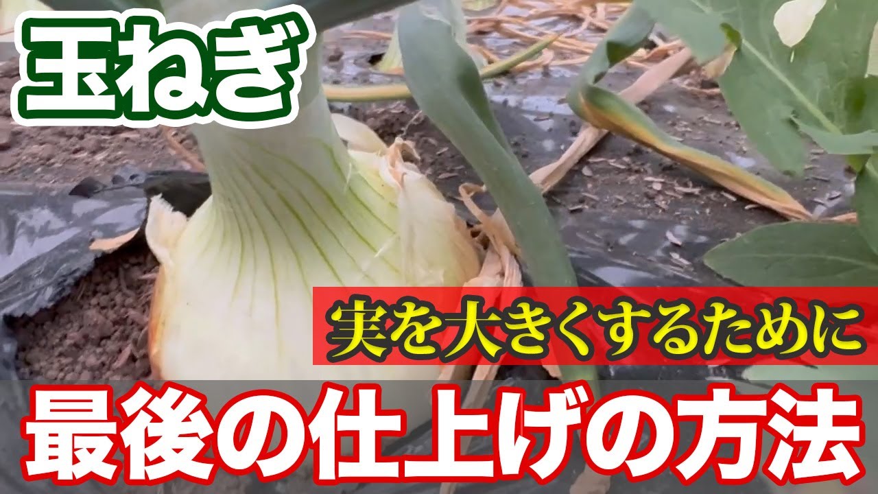 Onion] If you have grown the fruit, please take a look. When is