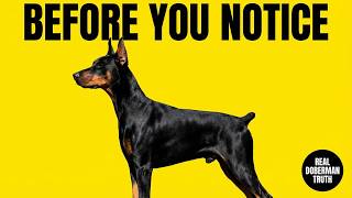 Why Dobermans React Before Humans Even Notice Tension