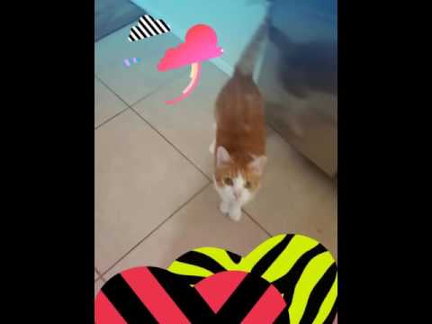 camera iphone 8 plus apk Playtime with the Kitties! :) (Created with @Magisto)