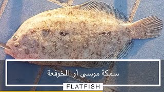 سمكة موسى او الخوفعة