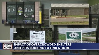Waiting for a Home: Thousands of unwanted animals pack Tri-Cities shelters
