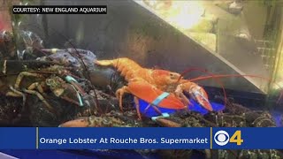 ‘1 In 30 Million’ Orange Lobster Discovered At Supermarket