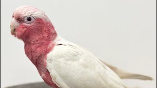 モモイロインコ ルチノー | 鳥のいるカフェ