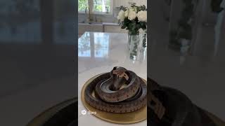 Is This A Cake Or A Real Snake?
