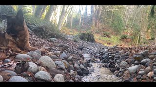 Soothing Forest Creek &amp; Birds with German Shepherd | Nature Sounds for Relaxation