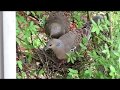 野鳥：キジバトの繁殖（２）-同じ巣における２回目の繁殖-／Wild Birds：Breeding of Oriental Turtle Dove (2)