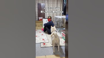 人生で1番楽しかった節分www #柴犬 #柴犬のいる暮らし #わんこ #shorts