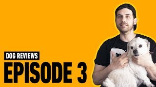 Dog Reviews With Borgore - Episode 3, Chelito