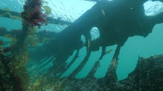 May Island shipwreck, British Columbia - 360 video by Russell Clark 526 views 4 years ago 1 minute, 18 seconds