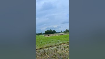 Beautiful view of the village from the train window.Green rice fields and palm trees in the distance