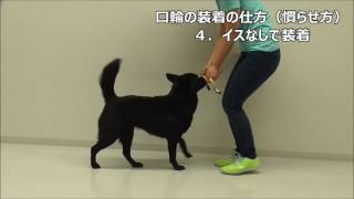 口輪の装着の仕方（慣らせ方） by遠藤エマ トレーナー