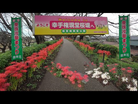 幸手権現堂の曼殊沙華