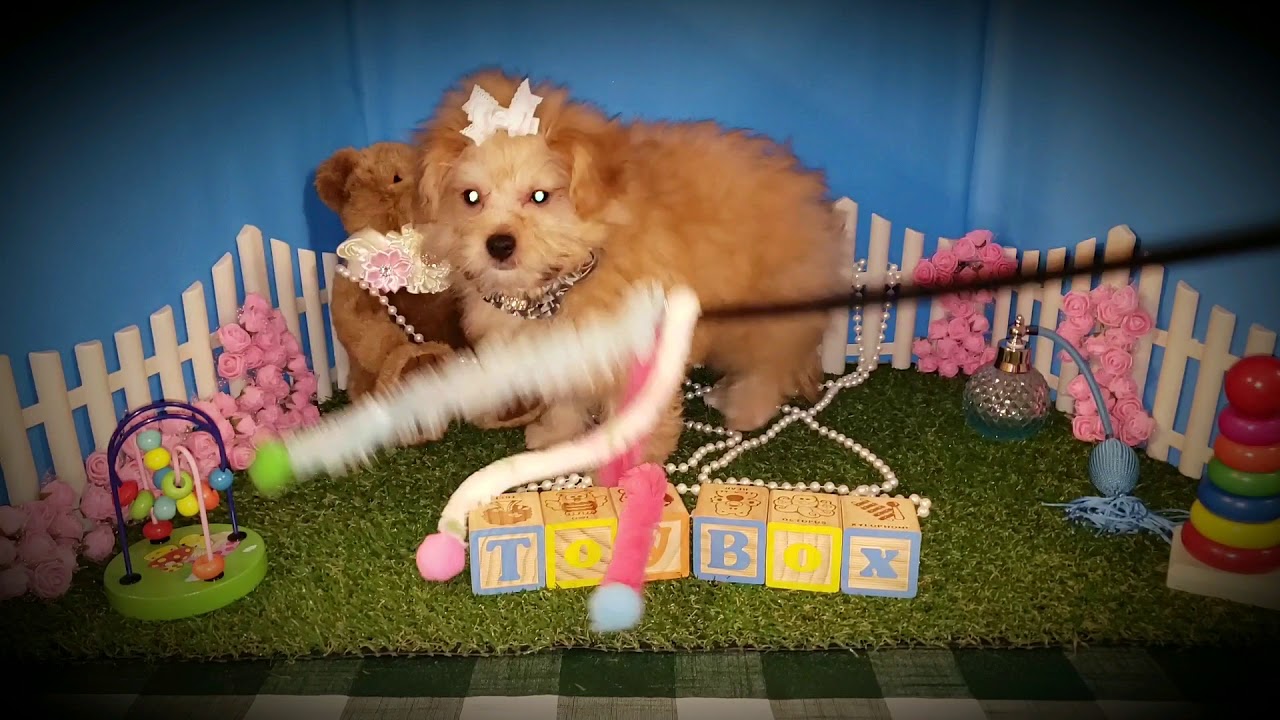 ToyBox Puppies. Missouri(4) YouTube