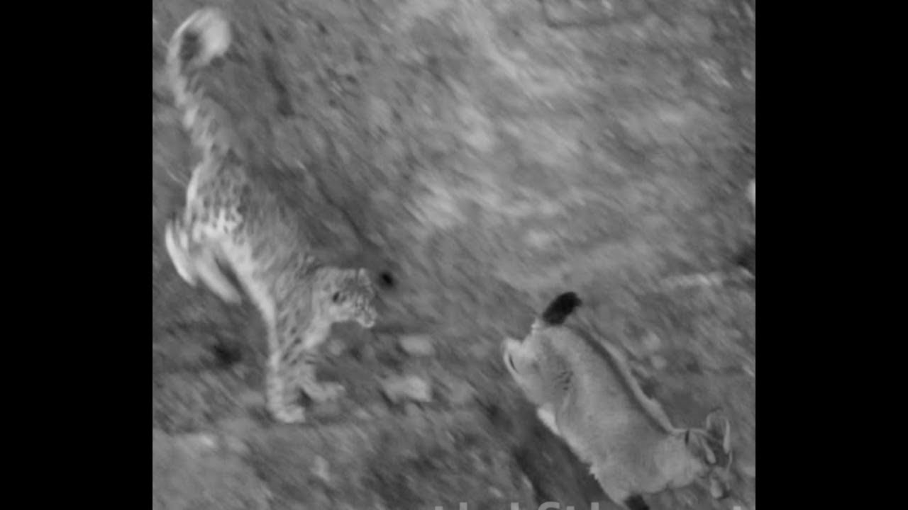 Snow Leopard hunt compilation: dangerous Cat attack-tics from the Himalaya