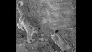 Snow Leopard Hunt Compilation Dangerous Cat Attack-Tics From The Himalaya