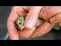 Volunteers give migrating birds injured in N.J’s biggest city a second chance