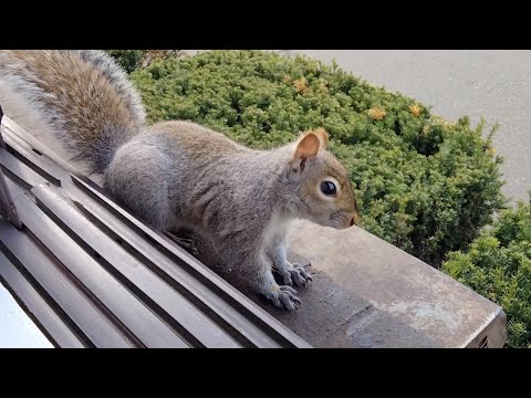 Video: Squirrels Can Purr